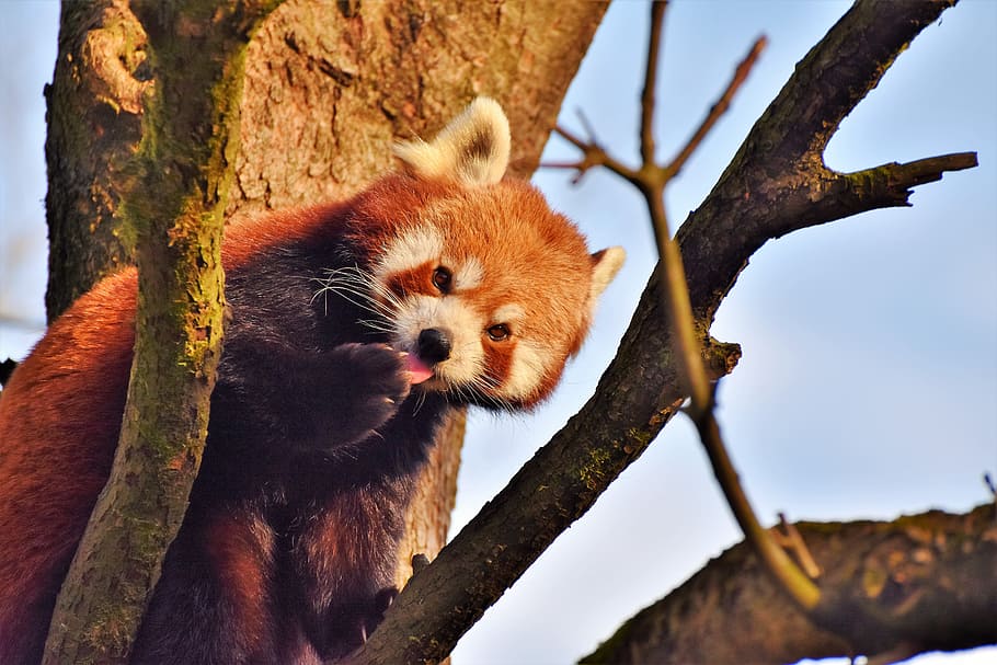 brown animal on tree, panda, panda bear, brown panda, mammal HD wallpaper