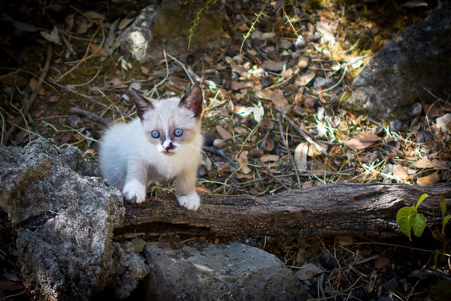 white and brown kitten on brown tree log, Cat, Animals, Pet HD wallpaper