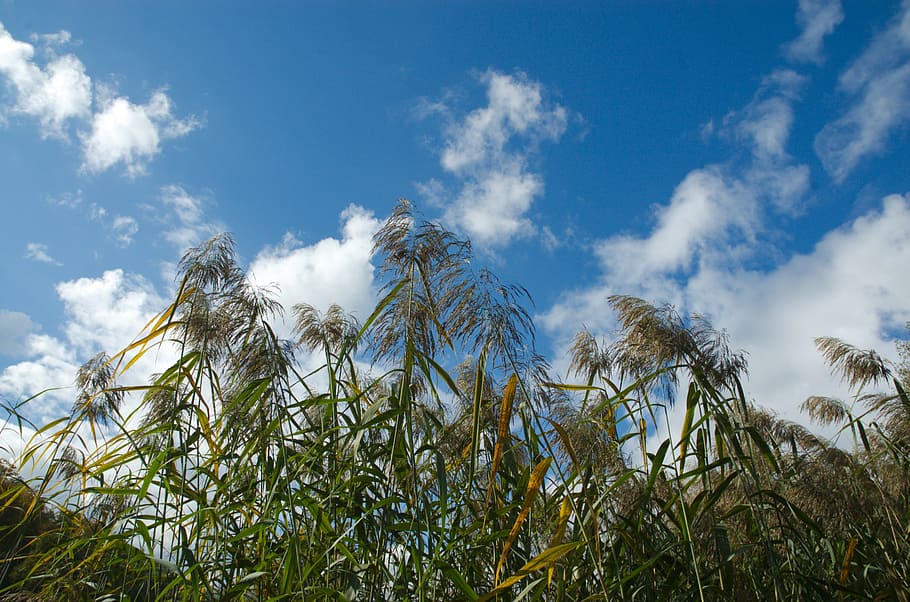 reed, clouds, sky, nature, wind, plant, cloud - sky, growth HD wallpaper