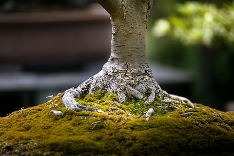 shallow focus of tree trunk, closeup photography of stem of bonsai HD wallpaper
