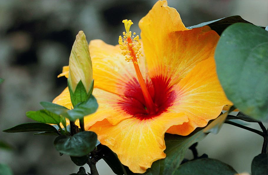 Yellow Hibiscus, beautiful, bloom, blooming, blossom, bright HD wallpaper