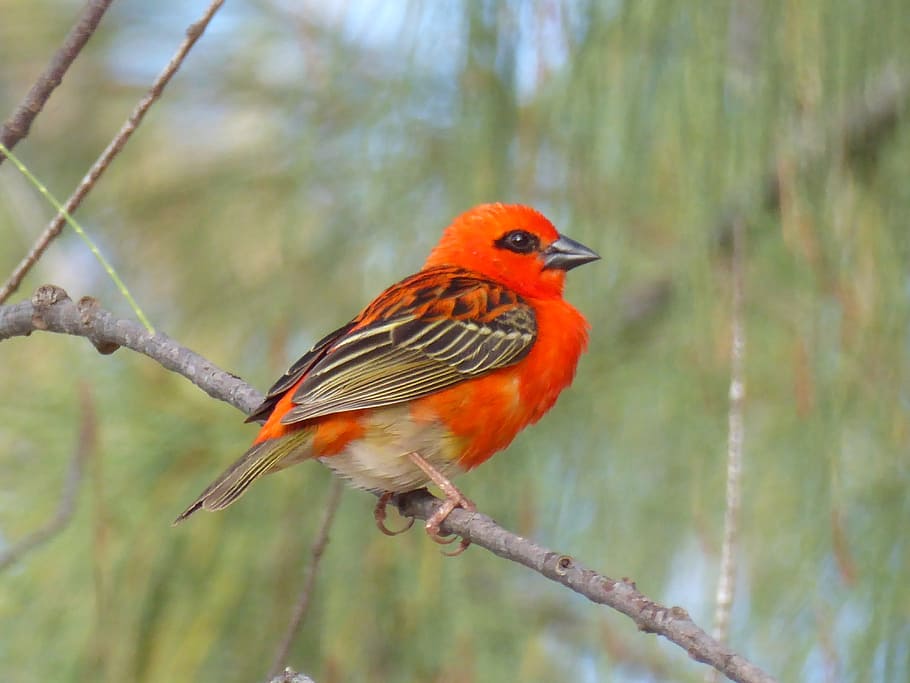red and brown bird perching on twig, red cardinal, branch, mauritius HD wallpaper