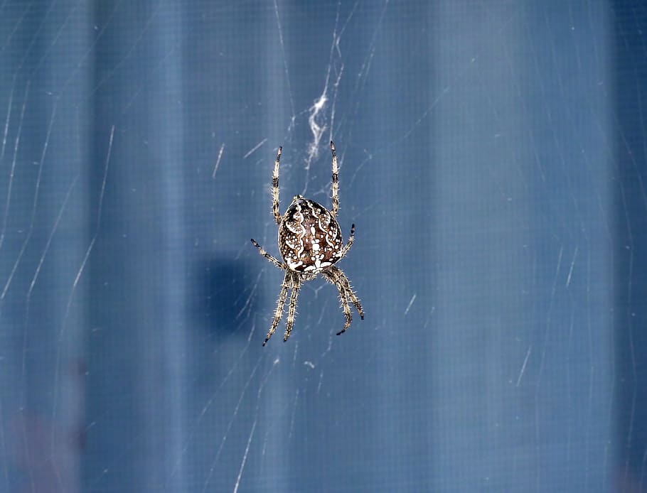spider, window, canvas, fear, phobia, arachnid, wallpaper, spider web HD wallpaper