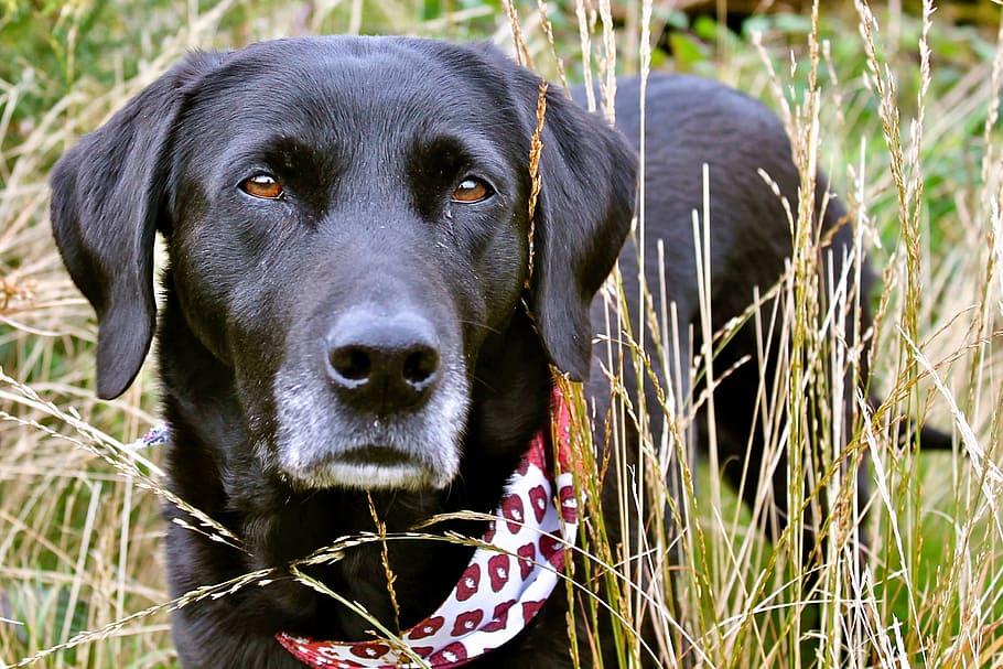 Labrador, Grass, Scarf, Dog, pets, one animal, domestic animals HD wallpaper