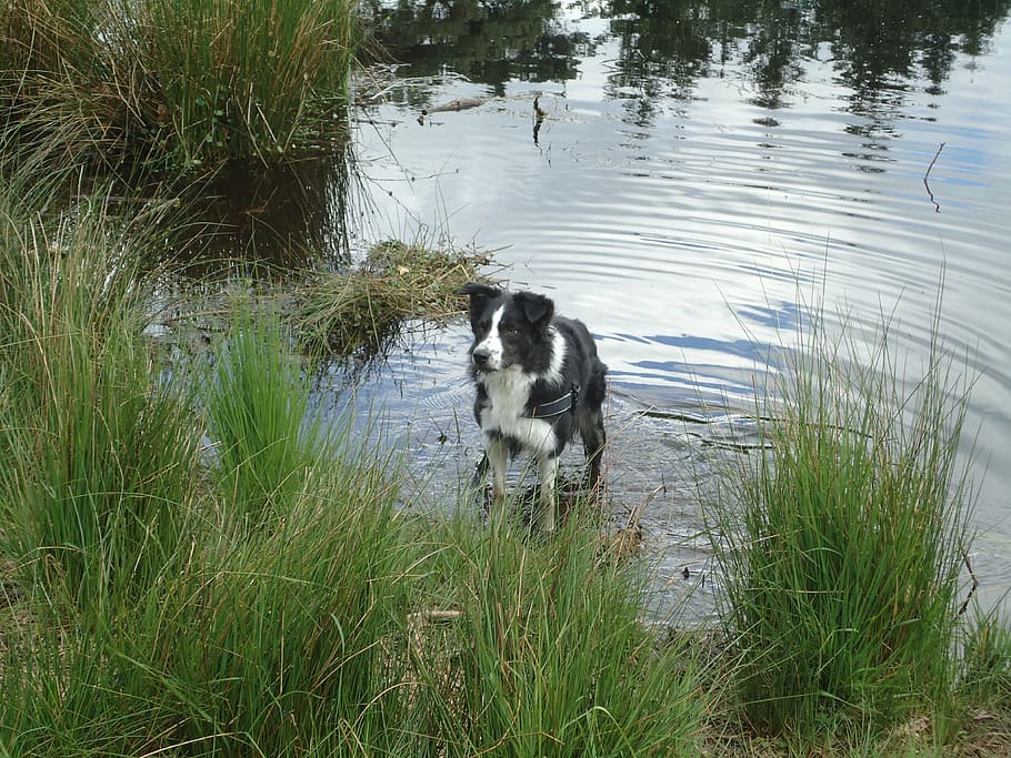 border collie, water, ven, animal themes, vertebrate, one animal HD wallpaper