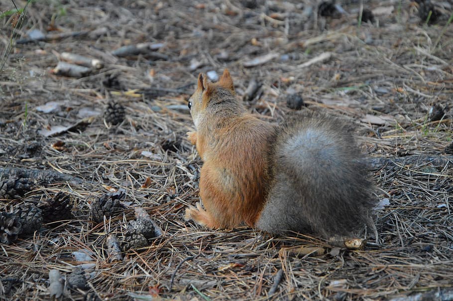 Squirrel, Protein, Back, Forest, protein back, sitting, eats HD wallpaper