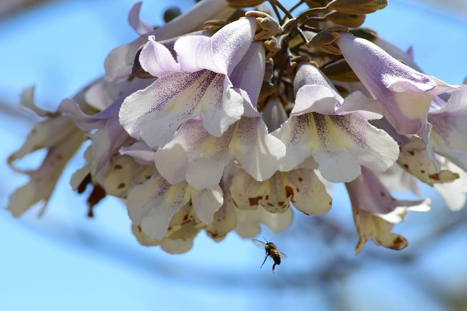 Bee, Nature, Honey, Insect, Food, natural, pollen, healthy HD wallpaper