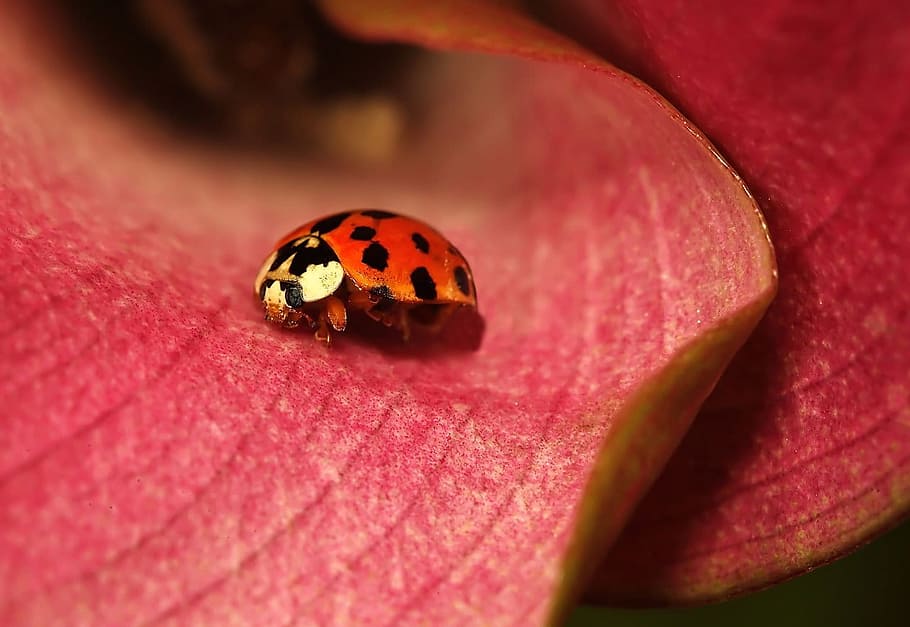 red and black ladybug on red petal, Insect, Flower, Calla, Animal HD wallpaper