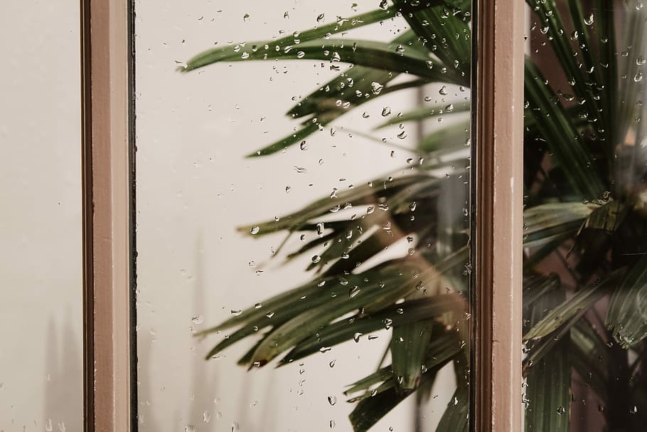 photography of clear glass window with droplets, tree, palm HD wallpaper
