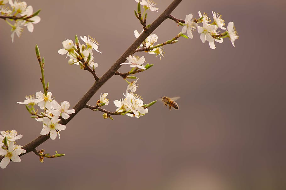 bee, nature, spring, sprinkle, flower, flowering plant, fragility HD wallpaper