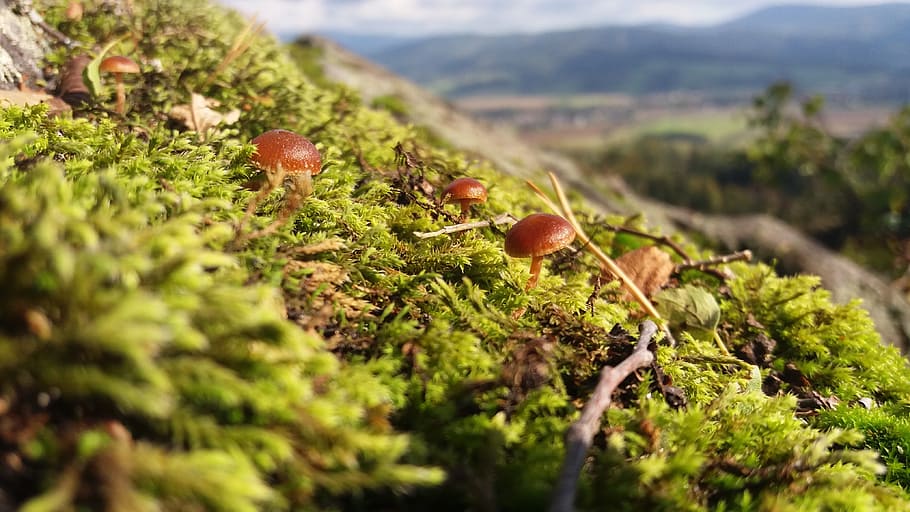 mushrooms, moss, nature, plant, food, growth, selective focus HD wallpaper