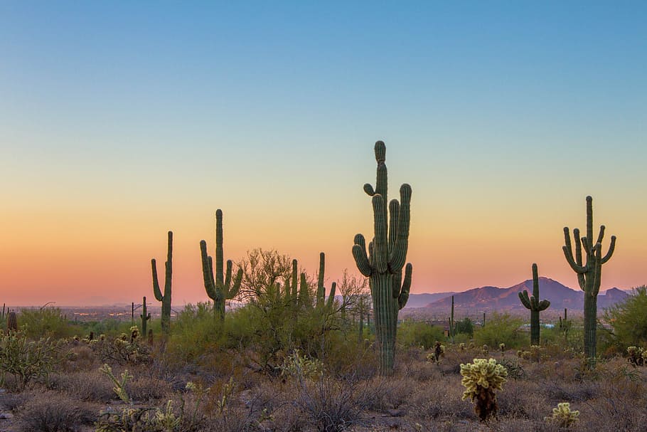 green cacti at daytime, tree, cactus, desert, sunset, sunrise, HD wallpaper