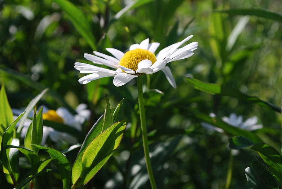 Daisy, White, Flower, Grass, summer, flowering, white and yellow flower HD wallpaper
