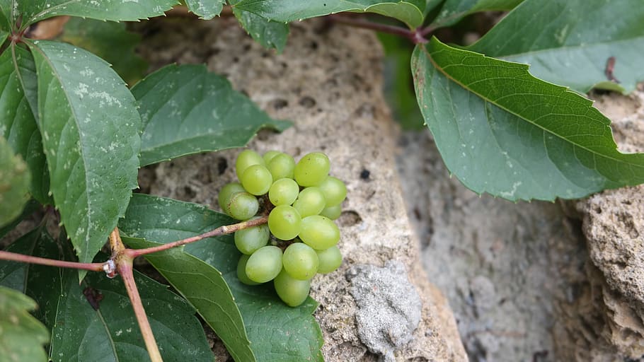 grapes, wall, texture, background, material, retro, antique HD wallpaper