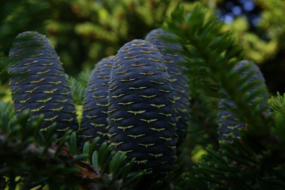 Pine Cone, Plant, Nature, Spring, Tree, growth, green color HD wallpaper