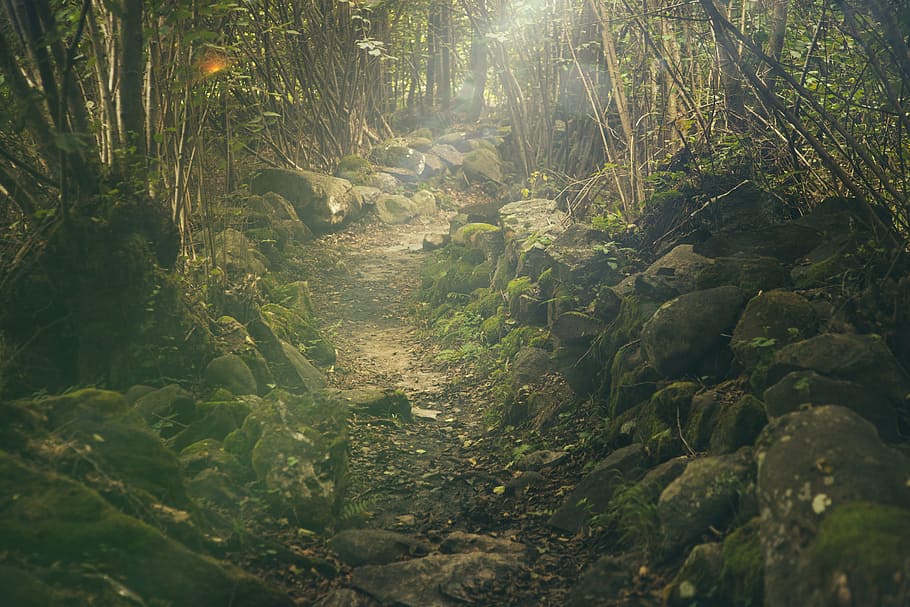 black rocky road, forest, path, mystical, rocks, fairytale HD wallpaper
