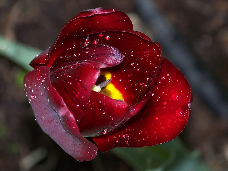 Bloom, Flower, Black, Tulip, green, red, top, close-up, nature HD wallpaper