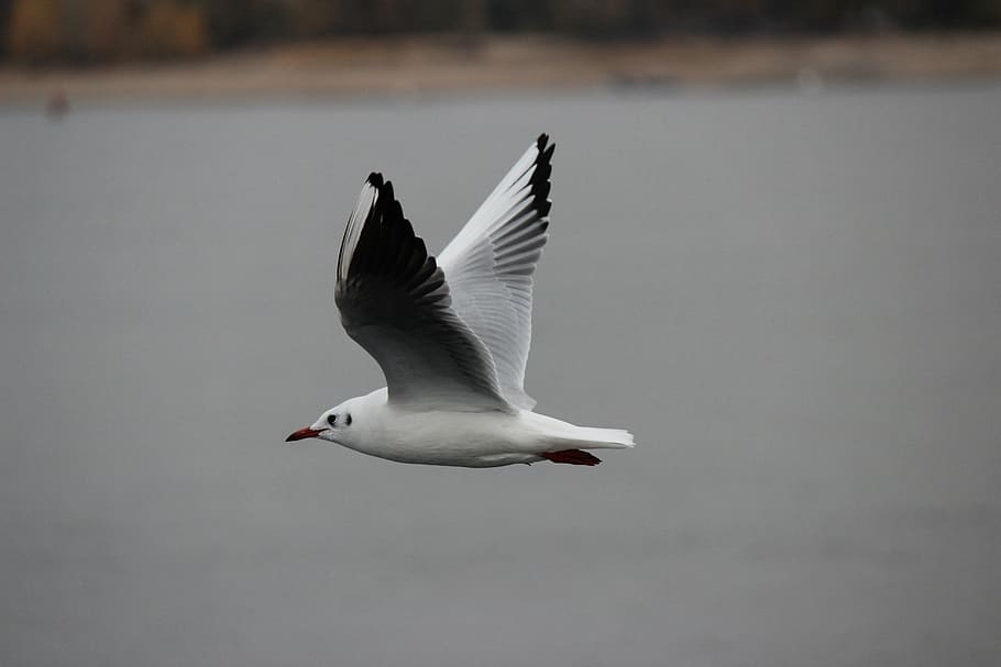seagull, white, flight, bird, nature, flying, animal, wildlife HD wallpaper