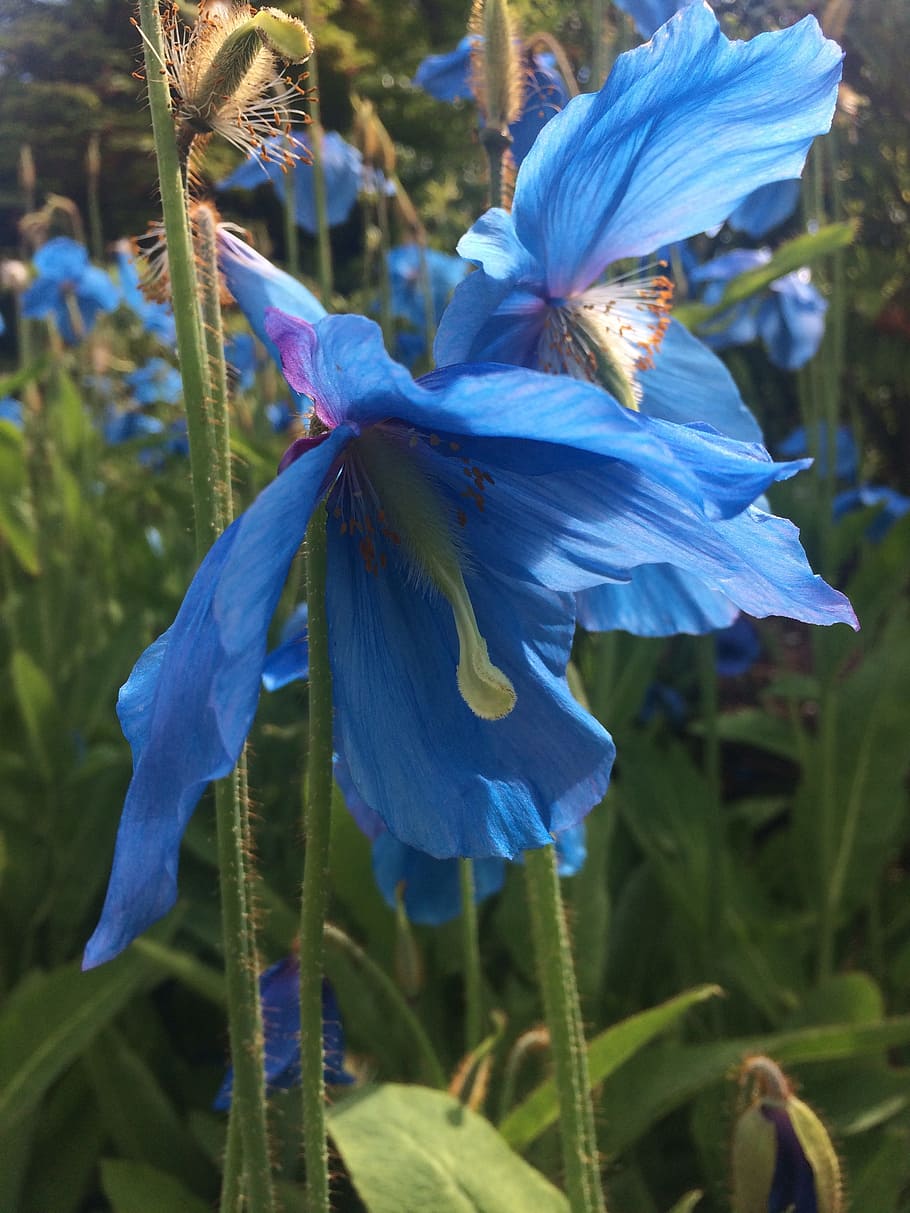 Himalayan Blue Poppy, Flower, flora, nature, perennial, plant