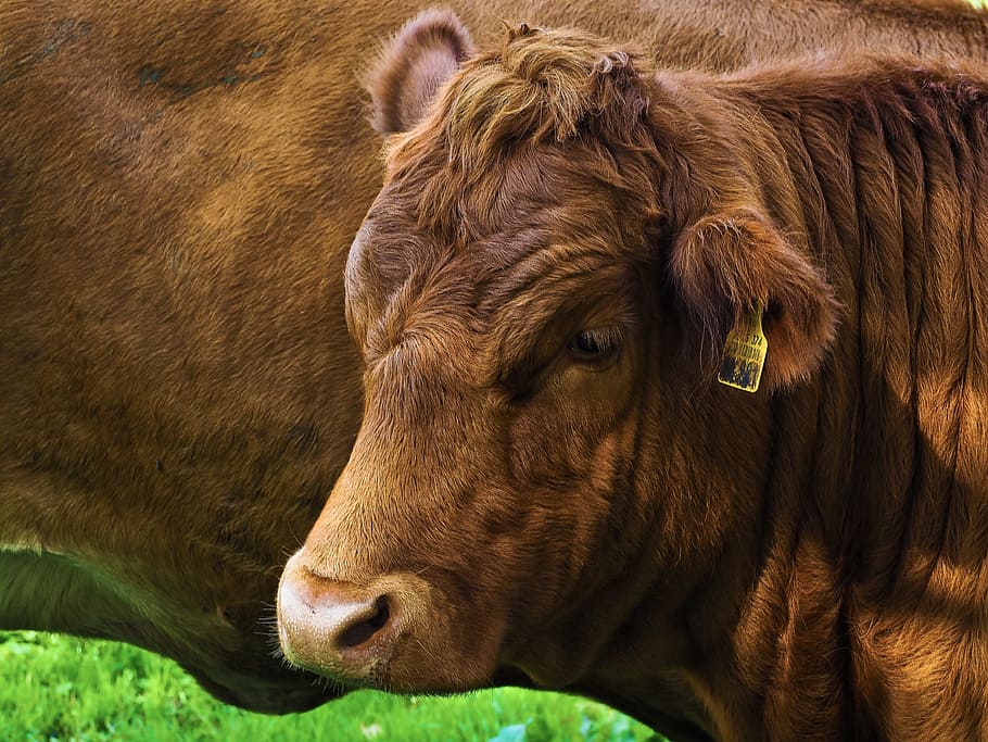 beef, pasture, cattle, graze, nature, agriculture, animals HD wallpaper