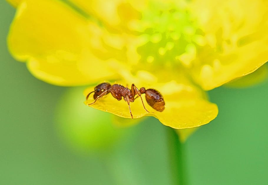 nature, ant, foreground, insect, yellow, flowers, macro, yellow flower HD wallpaper