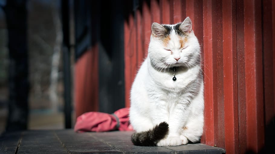 white and black cat leaning on red steel mesh, kitten, animal HD wallpaper