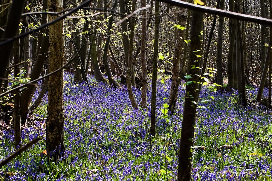 green leafed trees during daytime, Bluebells, Woodland, Springtime, HD wallpaper