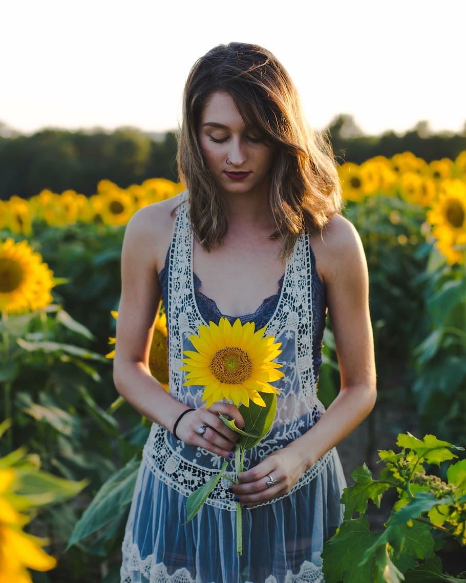 beautiful, bloom, blossom, field, flora, flowers, pretty, sunflowers HD wallpaper