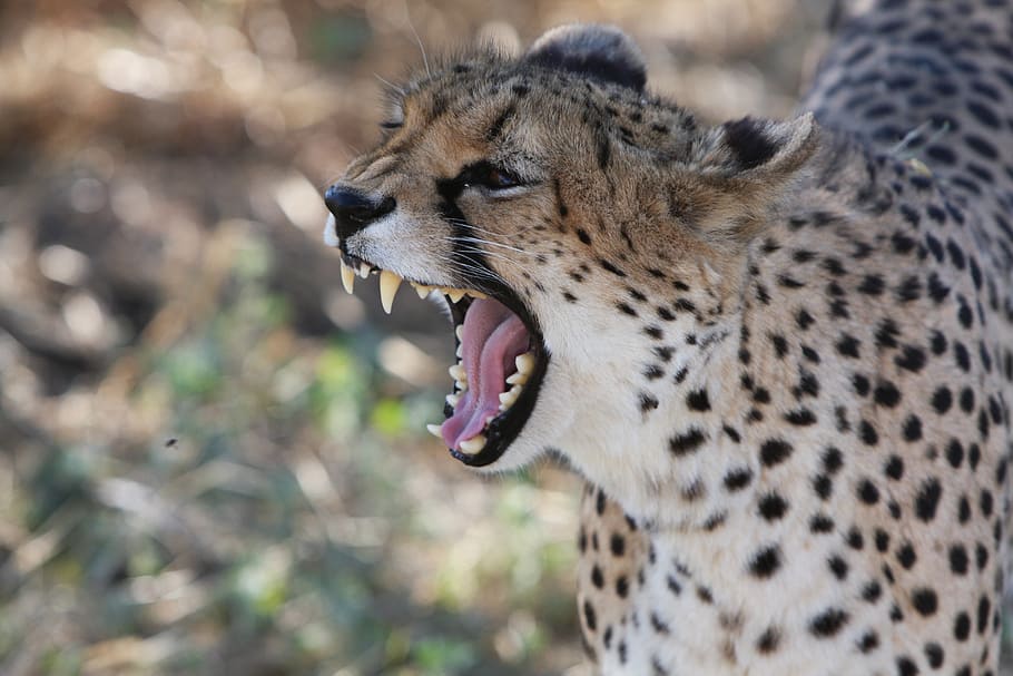 selective focus photography of cheetah yawing during daytime HD wallpaper