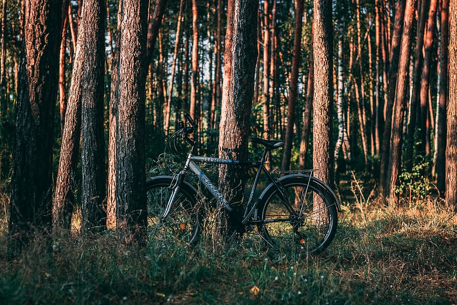 gray bicycle surrounded by trees during daytime, black and gray mountain bike outdoor HD wallpaper