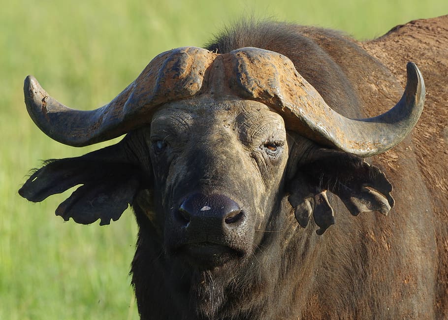 buffalo, close, head, safari, uganda, animal, mammal, animal themes HD wallpaper