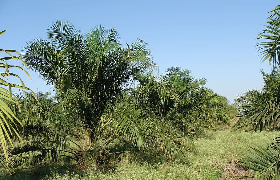 green trees, oil palm, plantation, horticulture, karnataka, india, HD wallpaper