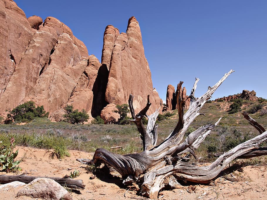 devil's garden, rocks, dead roots, landscape, erosion, desert HD wallpaper