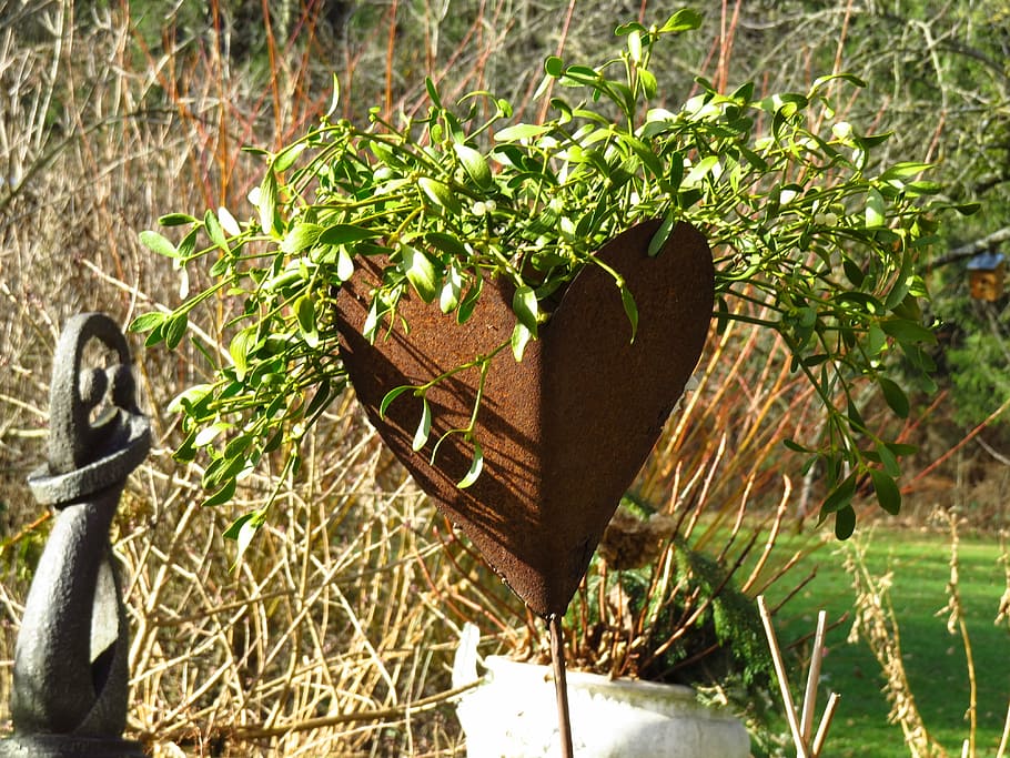 heart, sheet, flowerpot, mistletoe, viscum, plant, planted HD wallpaper