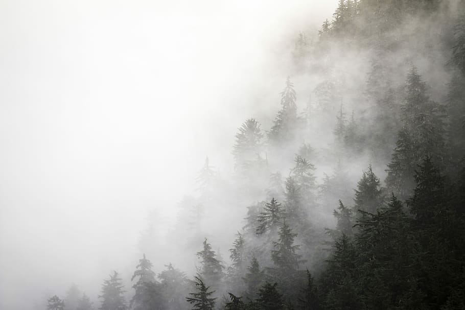 forest hill during foggy day, grayscale photo of forest covered with fog photo during daytime HD wallpaper