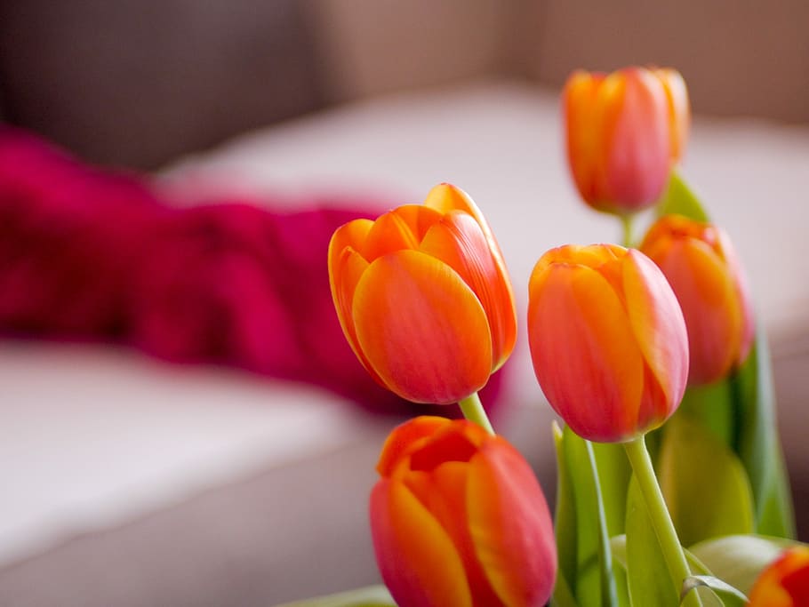 tulip, nature, flower, easter, flowering plant, freshness, beauty in nature HD wallpaper