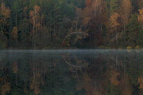 lake near tall trees, lake in forest, water, reflection, fall HD wallpaper