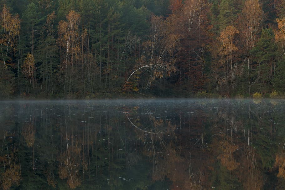 lake near tall trees, lake in forest, water, reflection, fall HD wallpaper