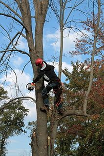 man climbing on withered tree holding chainsaw, Emerald Ash Borer HD wallpaper