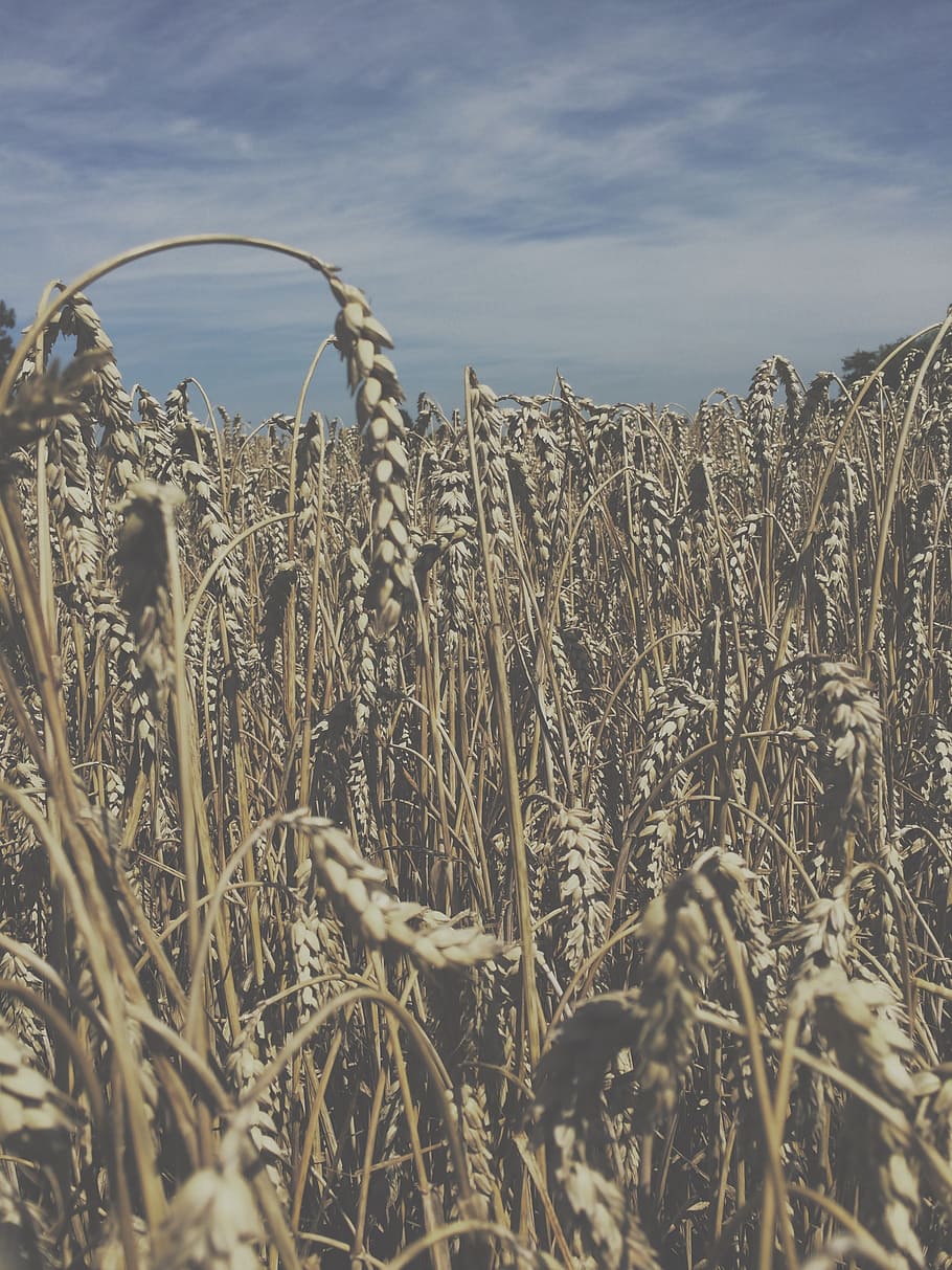 mias, corn, grain, air, sky, nice, photo, countryside, landscape HD wallpaper