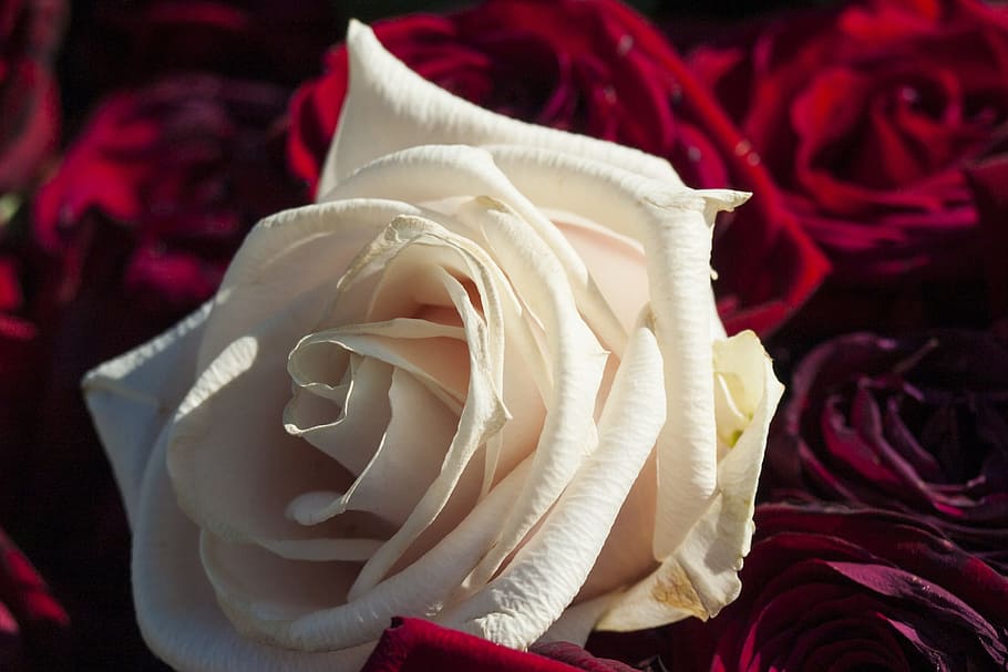 white rose surrounded with red roses, love, wedding, romance HD wallpaper