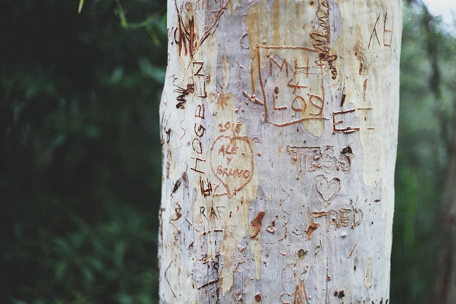 close view of tree bark with carvings, tree with carved text shallow focus photography HD wallpaper