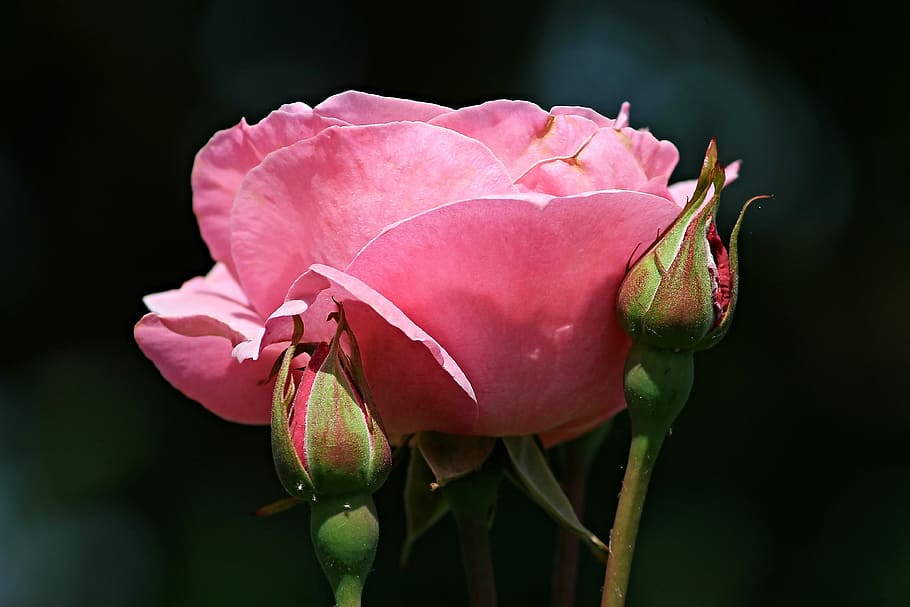 untitled, rose, pink, bud, rose bloom, rose bud, close, pink rose HD wallpaper