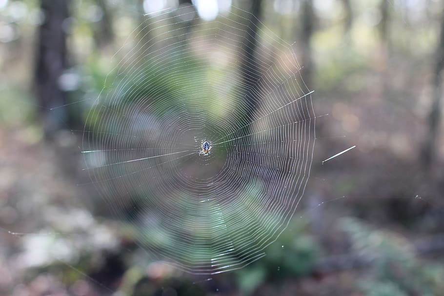 Cobweb, Spider, Network, Close, Macro, insect, nature, forest HD wallpaper