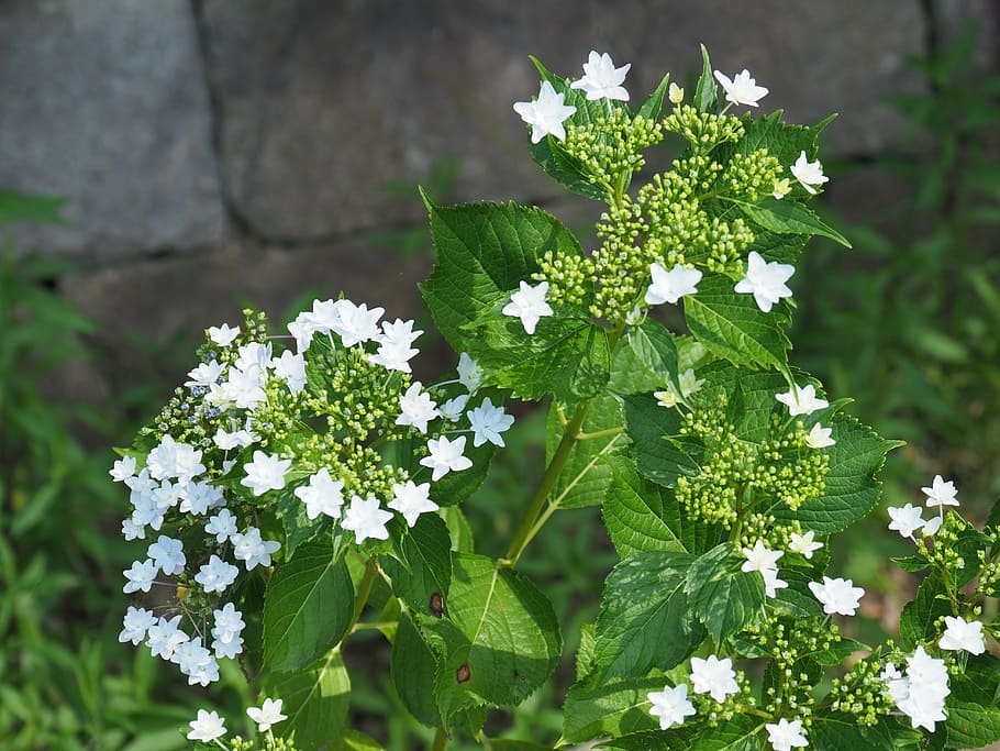 park, hydrangea, japan, flower, flowering plant, freshness HD wallpaper