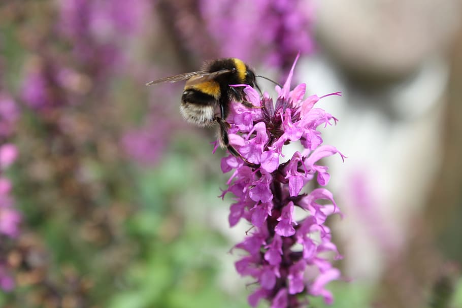 bee, summer, pollination, pollen, spring, garden, flower, natural HD wallpaper
