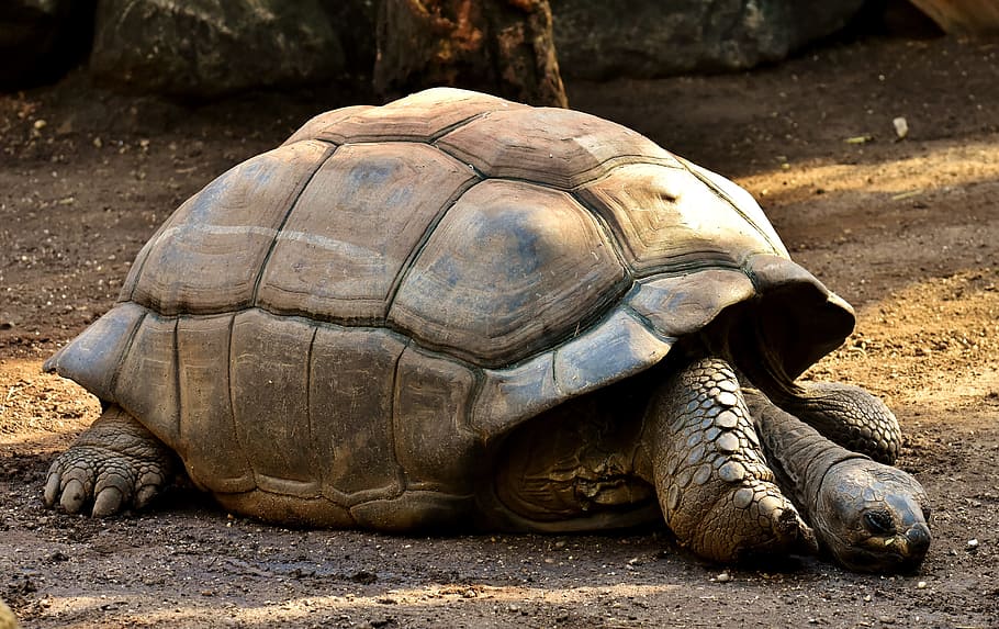 brown giant tortoise on dirt ground, giant tortoises, animals