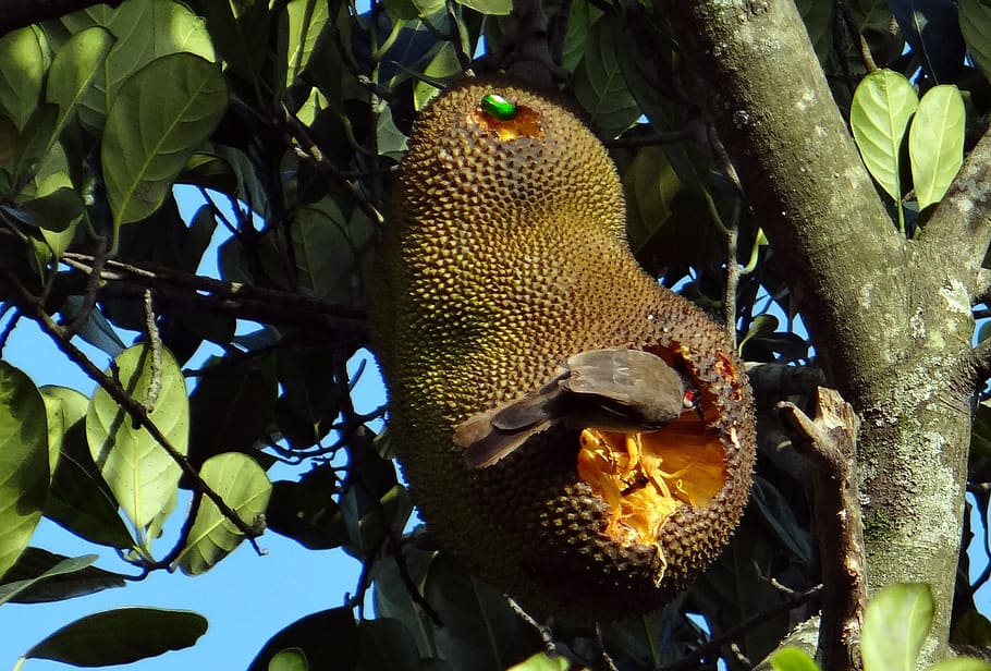 Jackfruit, Bird, Fruit Beetle, overripe, feeding, red-whiskered bulbul
