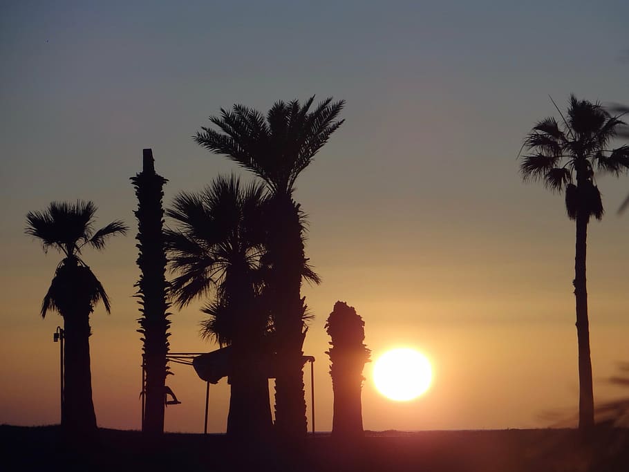 sunset, beach, sea, palms, mexico, san carlos, sky, silhouette HD wallpaper