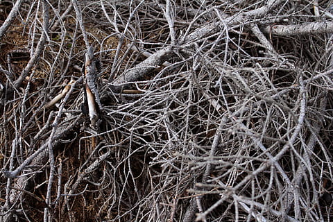 Dry twigs clearance online